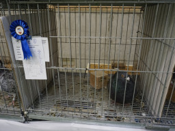 XIV Concurso Exposición de Palomas de Raza en Mula 2024